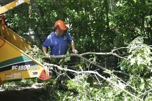 tree services East Newark